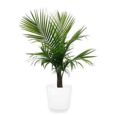 10 in. Majesty Palm in Paradise Planter
