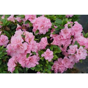 4.5 in. Qt. Perfecto Mundo Double Pink Reblooming Azalea (Rhododendron) Live Shrub, Pink Flowers