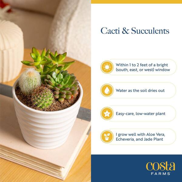 Costa Farms Indoor Cacti and Succulent Garden Plant in 6 in. White Decor Bowl, Avg. Shipping Height 8 in. Tall