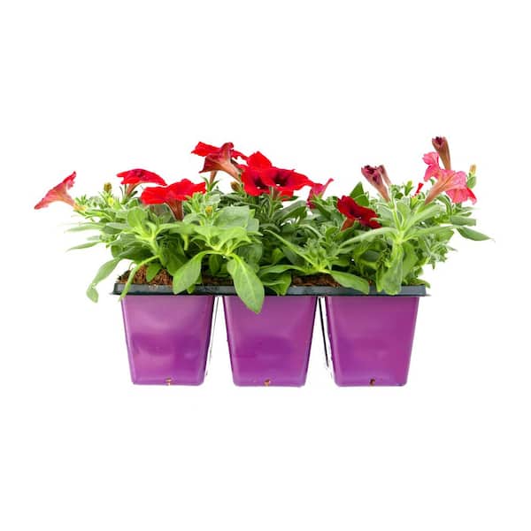 EASY WAVE 6-Pack Red Easy Wave Petunia Annual Plant with Red Flowers