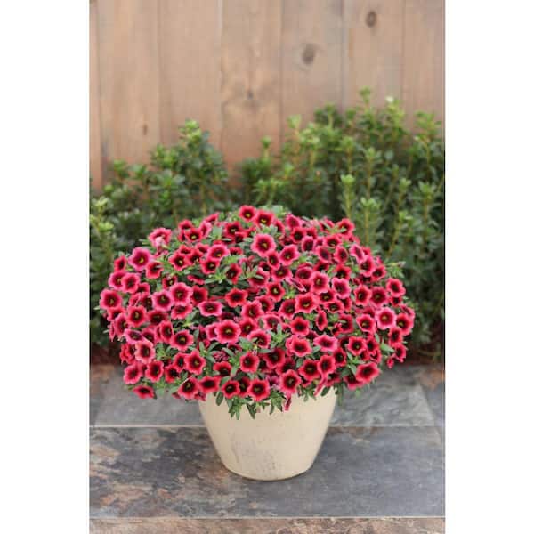 PROVEN WINNERS 4.25 in. Eco+Grande Superbells Coral Pink Flowers
