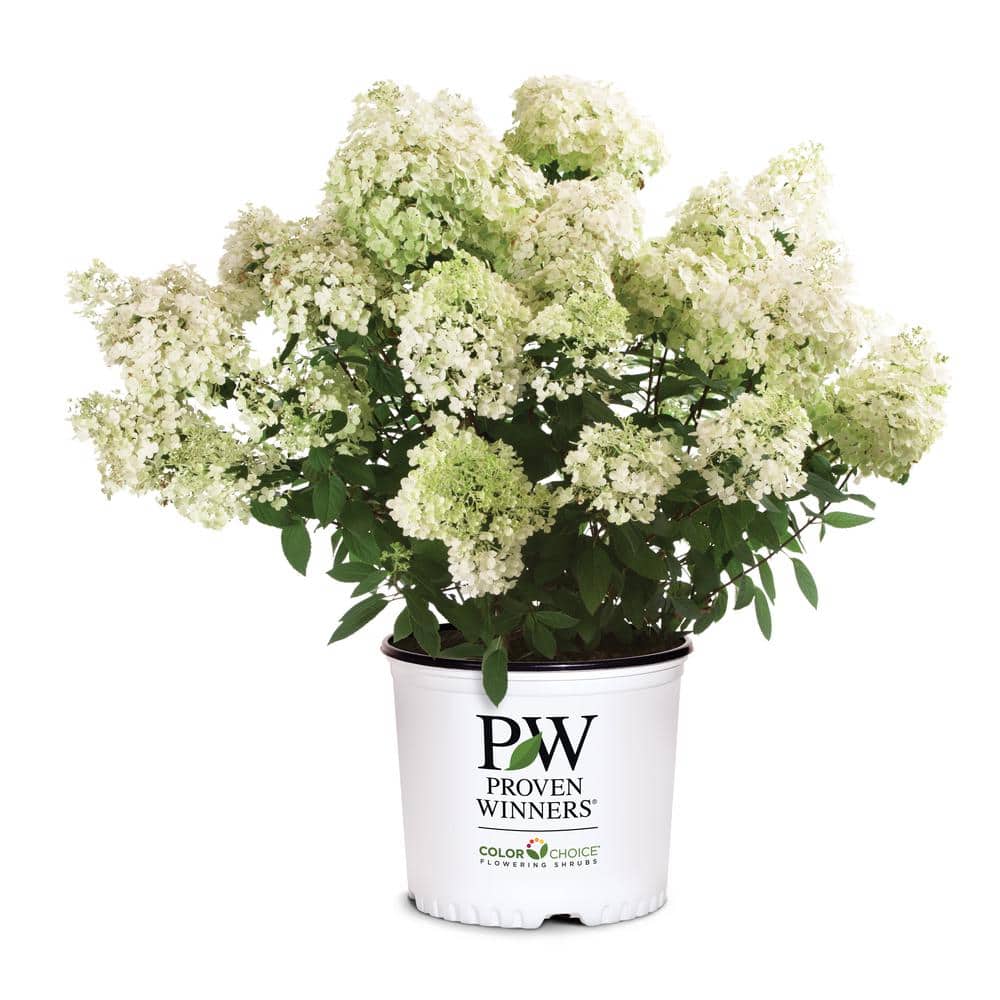 3Gal Hydrangea BoBo