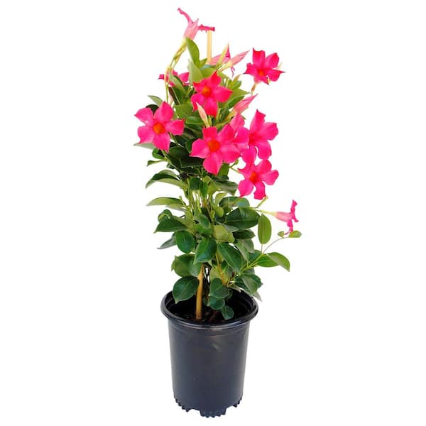 EVERDE GROWERS 2.5 qt. Mandevilla Hot Pink - Vine