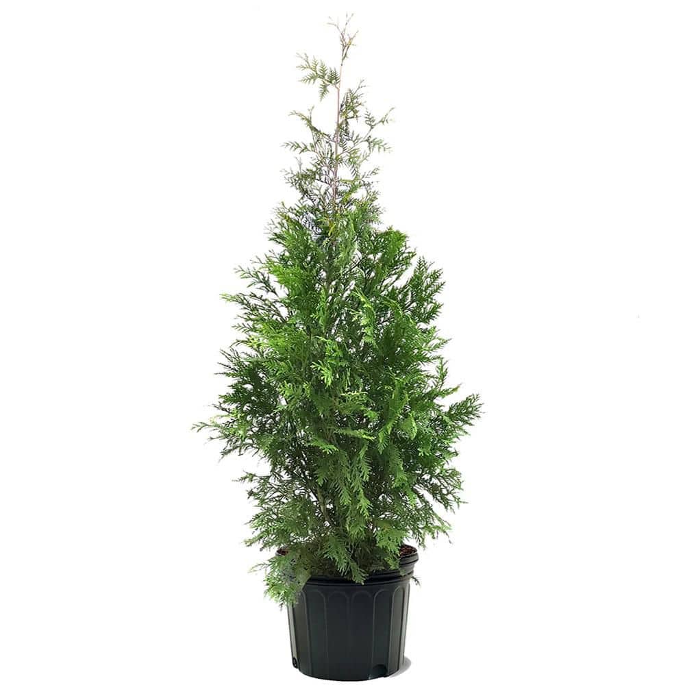 Home Depot Evergreen Treesnull