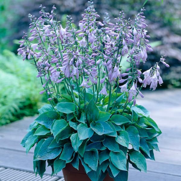 VAN ZYVERDEN Lavender Hosta Halcyon Roots (3-Pack)