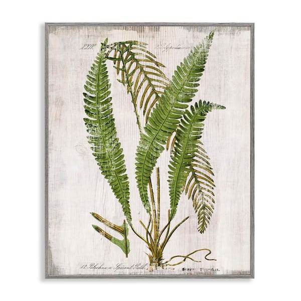 Thin Fern Leaves Study by Susan Arnot Gray Framed Nature Giclee Art Print 20 in. x 16 in.