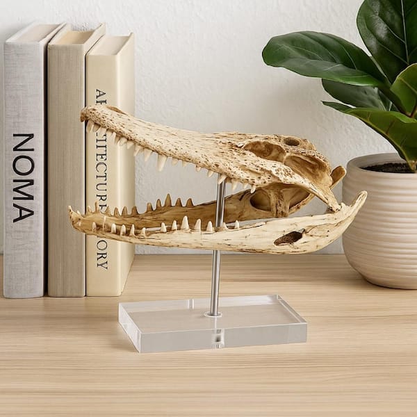 Bone White and Brown 6 in. x 11 in. Crocodile Head Resin and Acrylic Accent Decor