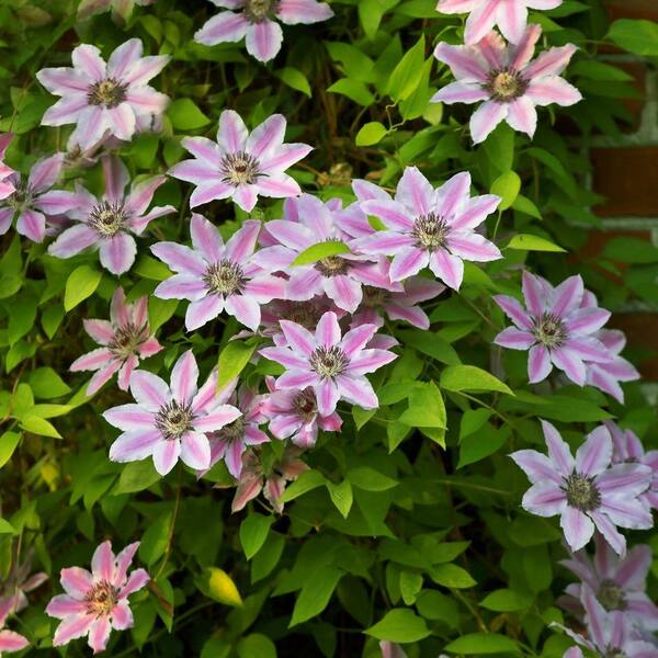 Unbranded Clematis Nelly Moser Dormant Plant (1-Pack)