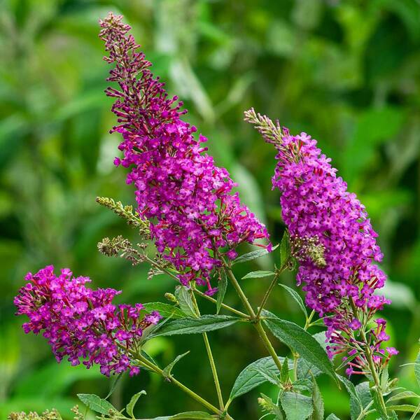 Spring Hill Nurseries 4 in. Pot Color Crush Butterfly Bush (Buddleia), Live Deciduous Flowering Plant (1-Pack)