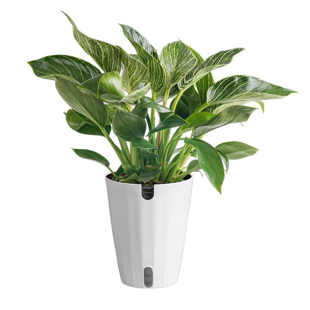 cebu pothos Pothos 'Cebu Blue' | Indoor Plant | Tropical Plant | Potted Plant