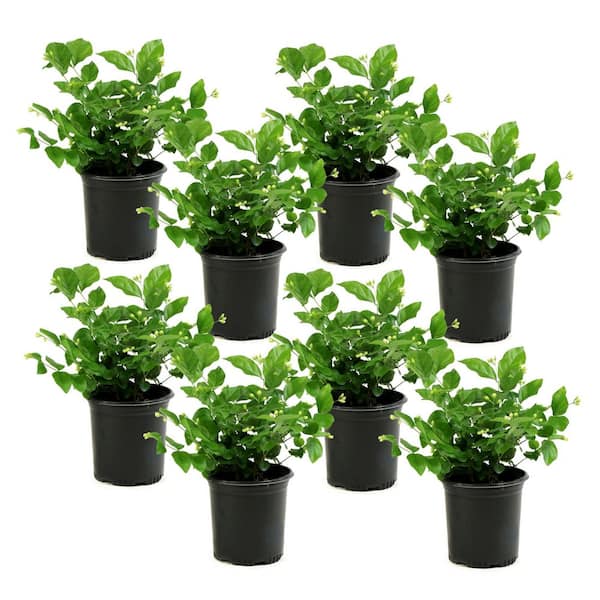1 gal. Jasmine Sambac Arabian Plant (8-Pack)
