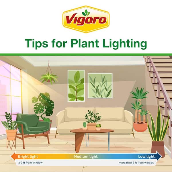 Grower's Choice Philodendron Plant in 6in. White Decor Pot, Avg. Shipping Height 1-2 ft. Tall (6-Pack)