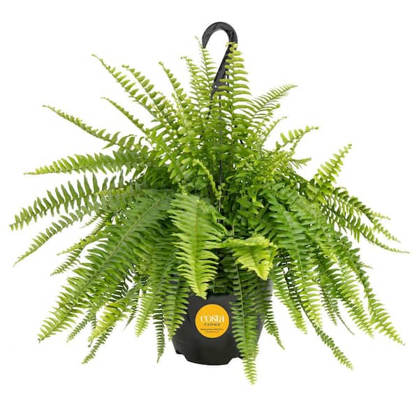 Boston Fern Indoor/Outdoor Plant in 10 in. Hanging Grower's Pot, Avg. Shipping Height 1-2 ft. Tall