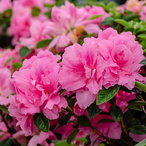 ENCORE AZALEA 5 Gal. Autumn Carnation Azalea Shrub with ENCORE AZALEA 5 Gal. Autumn Carnation Azalea Shrub with