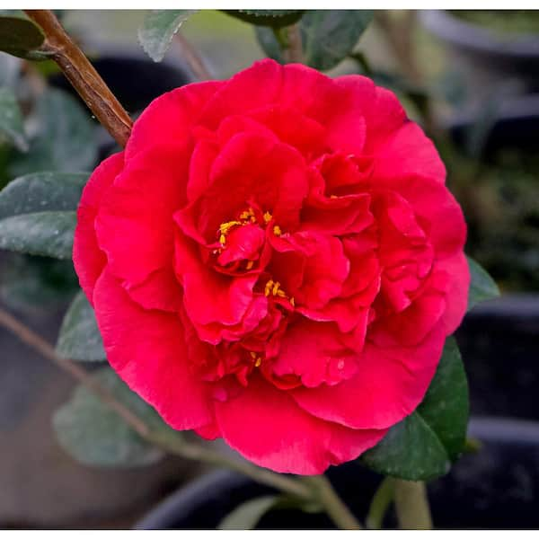 Kramer's Supreme Camellia - PlantingTree