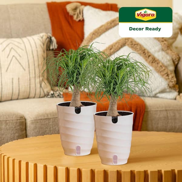 Ponytail Palm Indoor Plant in 6 in. White Decor Planter, Average Shipping Height 1-2 ft. Tall (2-Pack)