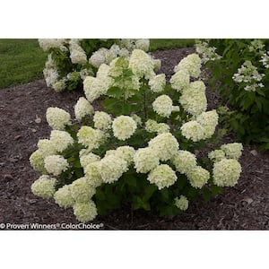 3 Gal. Little Lime Hydrangea (Paniculata) Petite Live Shrub, Lime Green to Pink Flowers