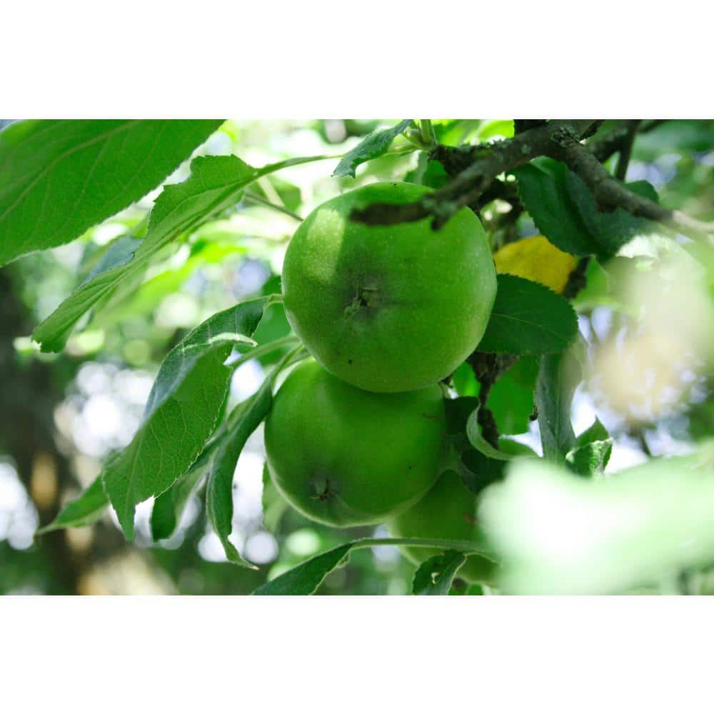 Fresh Organic Granny Smith Apples, 2lb Bag 