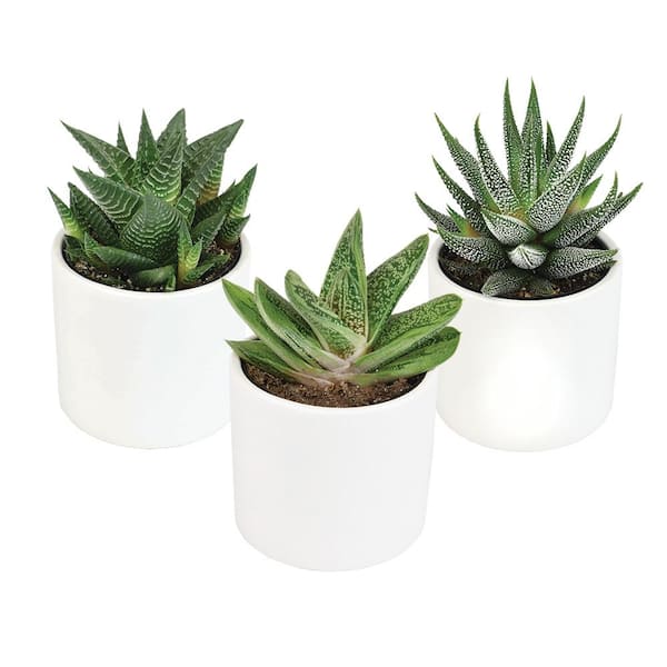 Flat Glass Marble - Clear – Elkhorn Succulents