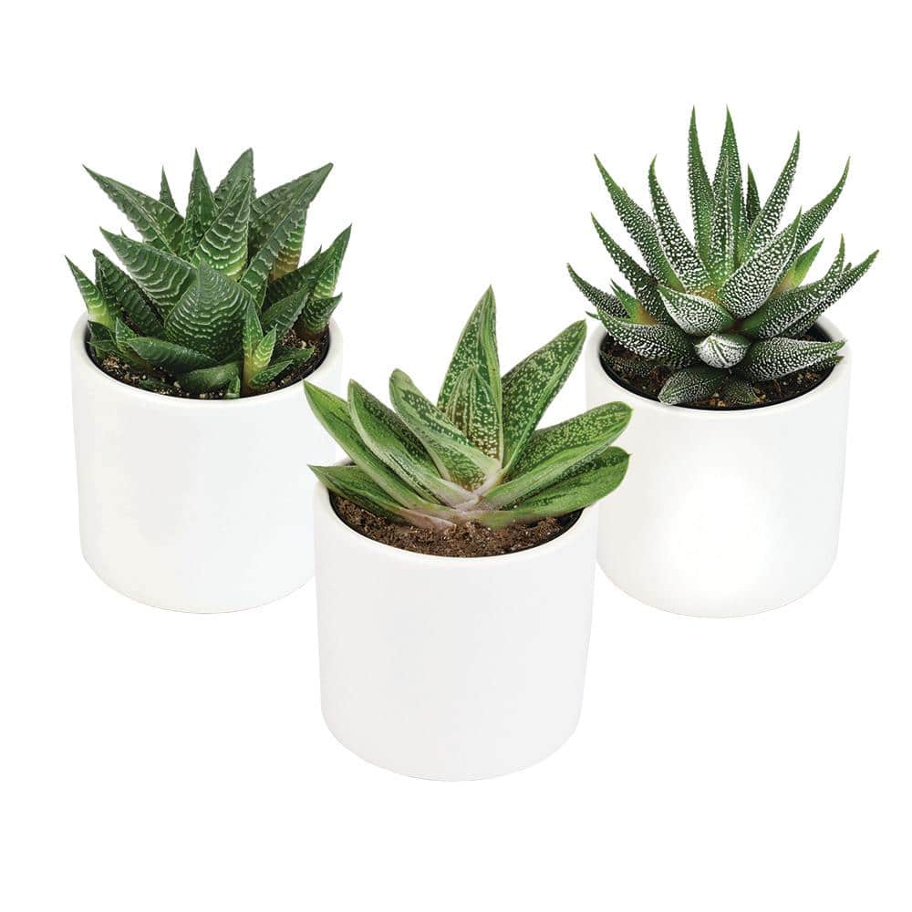 altman plants 3pk 2.5 in. lolite haworthia and gasteria succulents in matte  white cylindrical decco pot 0880096 - the home depot