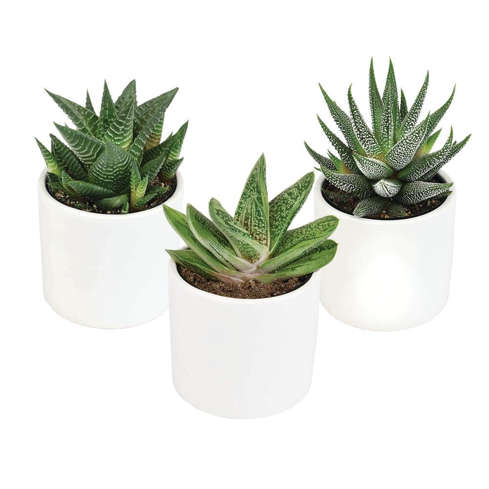 Lush Green Trio of Haworthia & Gasteria Succulents in Ceramic Pots