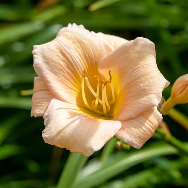 Bareroot Daylily Mini Pearl Perennial Plant with Pink Flowers (25-Pack)