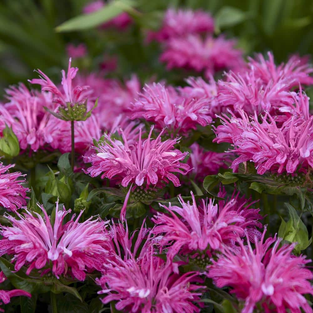 national PLANT NETWORK 3.25 in. Monarda Electric Pink Bee Balm Plant (3 ...