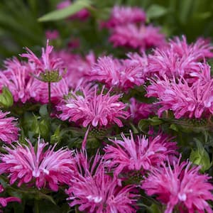 3.25 in. Monarda Electric Pink Bee Balm Plant (3-Pack)