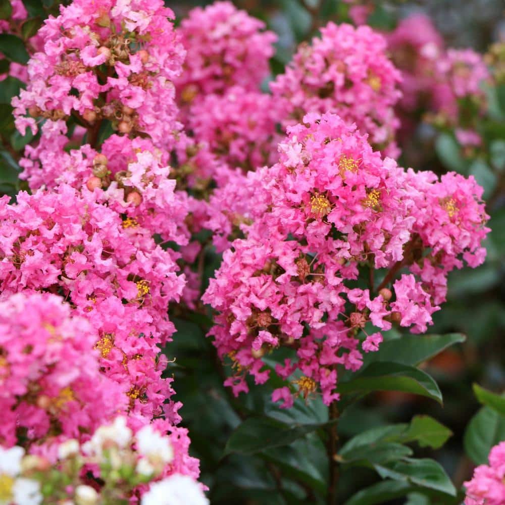 Miami Pink Flowering Deciduous Crepe Myrtle Shrub, 3 Gallon