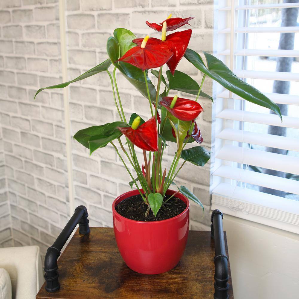 Large Anthurium Red Flamingo Flower in Red Planter