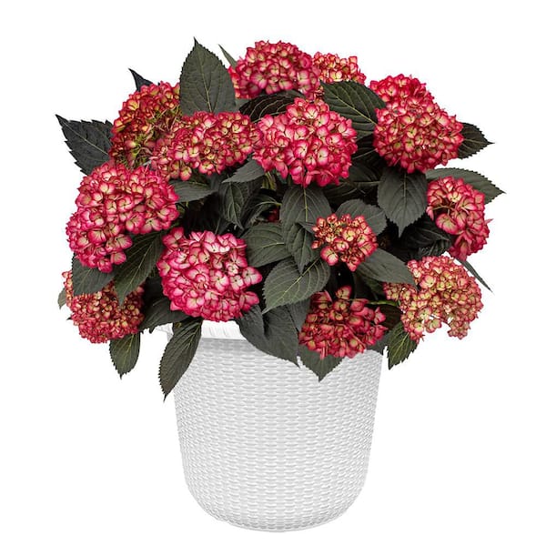 2 Gal. Eclipse Hydrangea Shrub with Cranberry or Dark-Purple Colored Blooms in Decorative Container
