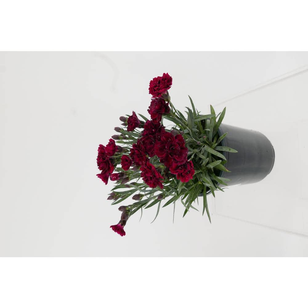 Perennial Carnation Scent First Passion 2.5 qt. (2-Pack)