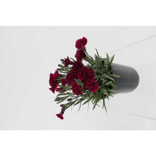Unbranded Perennial Carnation Scent First Passion 2.5 qt. (2-Pack)