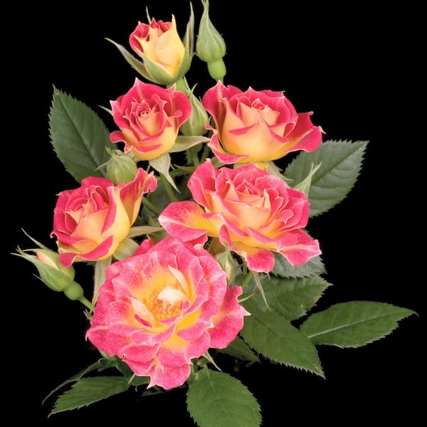 Spring Hill Nurseries Tiddly Winks Miniature Rose, Dormant Bare Root Plant with Orange Flowers (1-Pack)