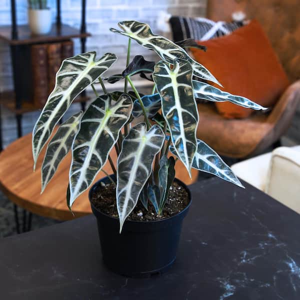 ALTMAN PLANTS Alocasia Bambino Air Purifying Indoor