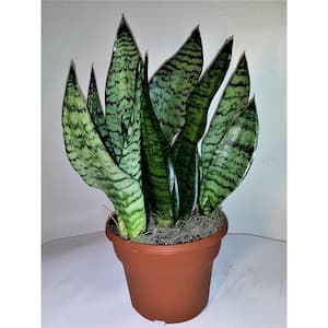 Robusta Snake Plant - Live Plant in a 4 in. Pot - Sansevieria Superba - Beautiful and Elegant Easy Care Houseplants