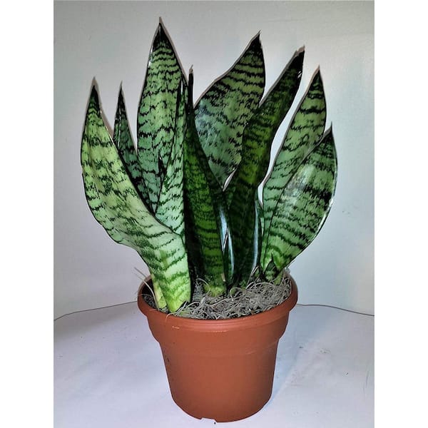 Wekiva Foliage Robusta Snake Plant - Live Plant in a 4 in. Pot - Sansevieria Superba - Beautiful and Elegant Easy Care Houseplants