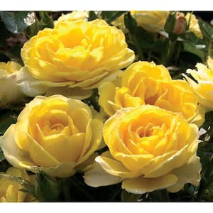 1 Qt. Sunblaze Yellow Mini Rose Bush with Yellow Flowers (3-Pack)