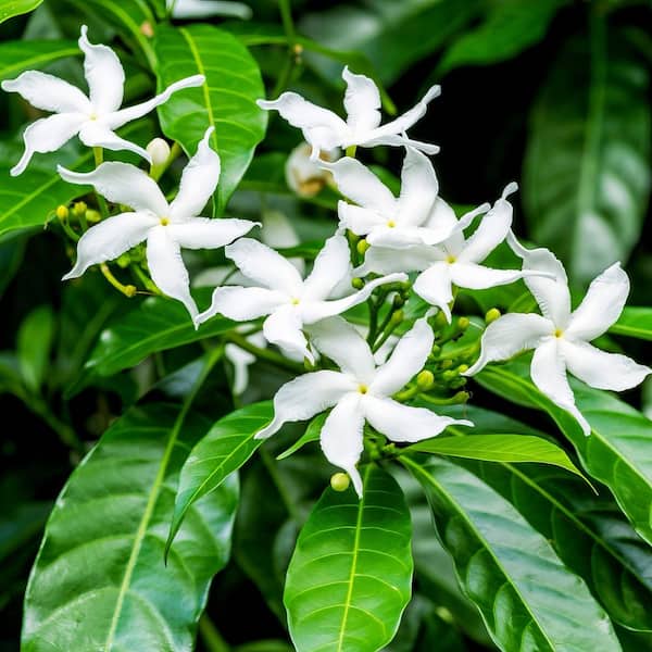 national PLANT NETWORK 4 in. Sambac Jasmine Plant (3-Pack) HD3318