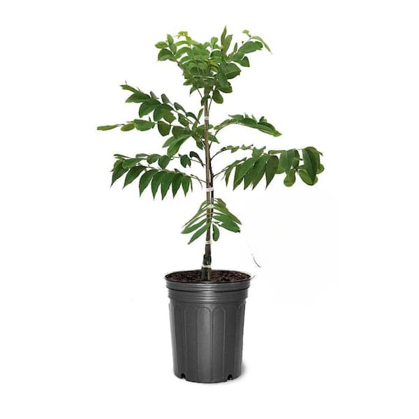Unbranded 5 Gal. Cape Fear Pecan Tree
