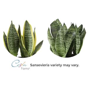 Snake Plant, Sansevieria in 6in Grower Pot, Grower's Choice