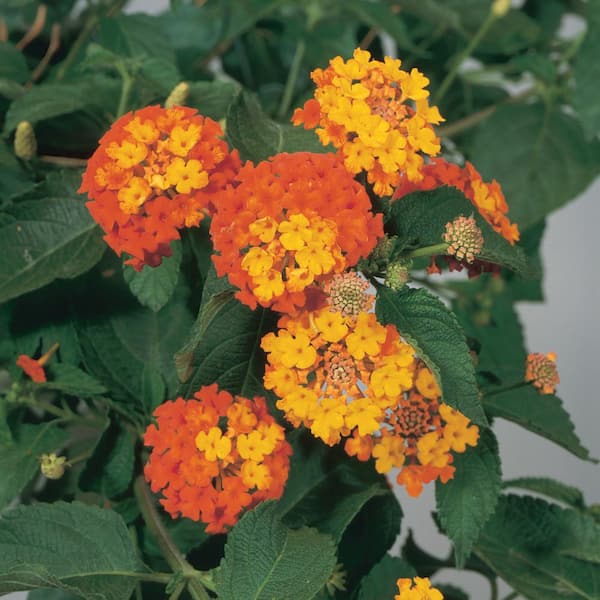ALTMAN PLANTS #2 1.5 Gal. Orange Lantana Plant