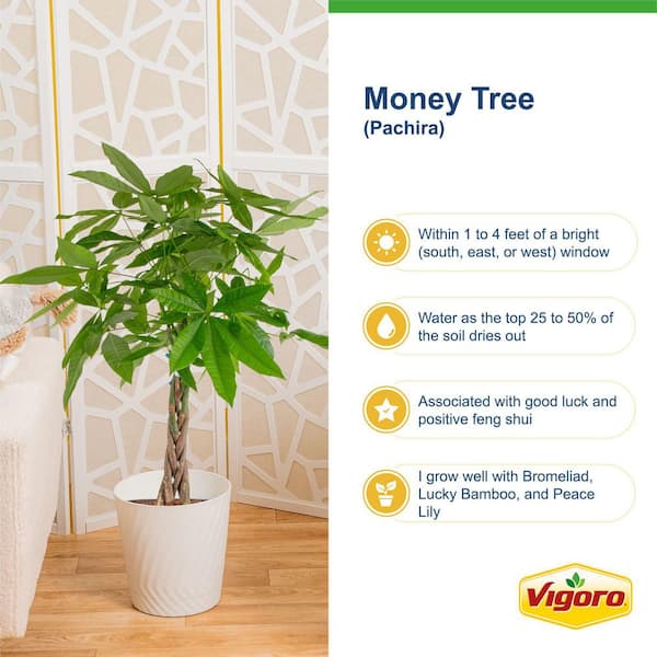 brass hammered flower pot snake plant Sansevieria trifasciata Golden Flame - Snake Plant | Hortology