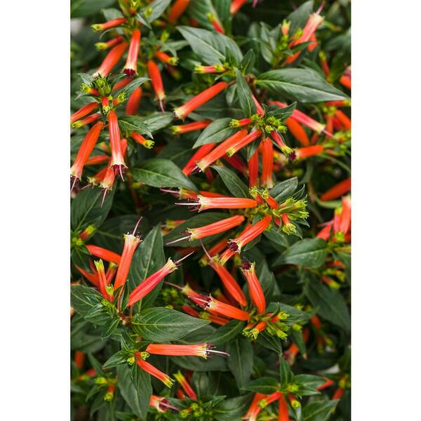 PROVEN WINNERS 4.25 in. Grande Vermillionaire Large Firecracker Plant (Cuphea) Live Plant, Orange Flowers (4-Pack)