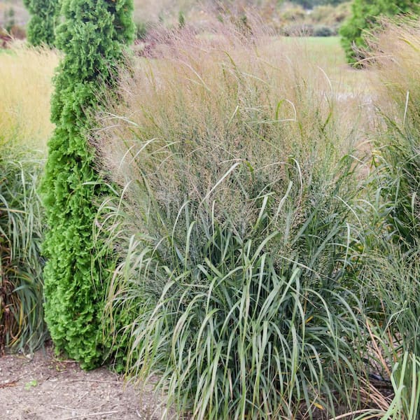 Proven Winners 0.65 Gal. Prairie Winds October Sky Switch Grass