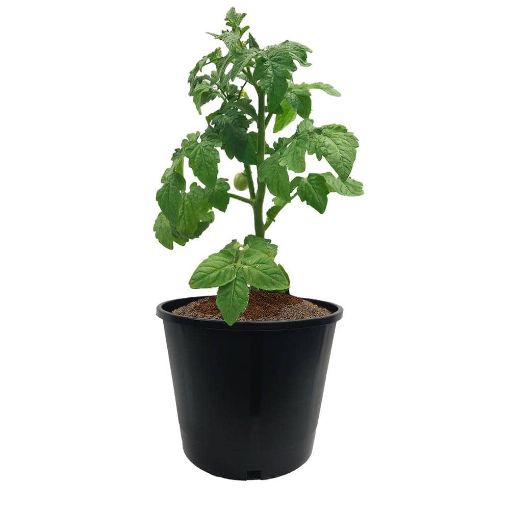 Black Plastic 3 Gallon Nursery Pots, Set of 20