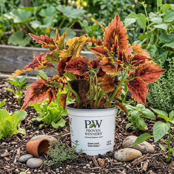 1 Gal. Colorblaze Coleus Annual Plant El Brighto (4-Pack
