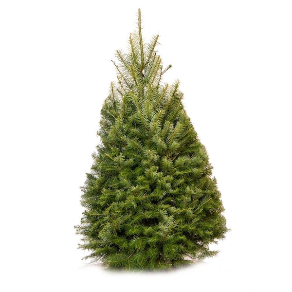 Unbranded Fresh Cut Real Christmas tree Douglas Fir 4/5