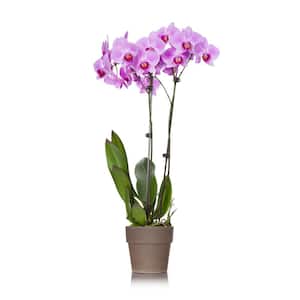 Pink 5 in. Rustic Orchid Plant in Terra Cotta Pot (2-Stems)
