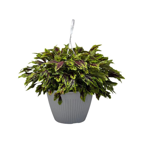 1.8 Gal. Coleus Spit Fire Pink in 11 in. Hanging Basket